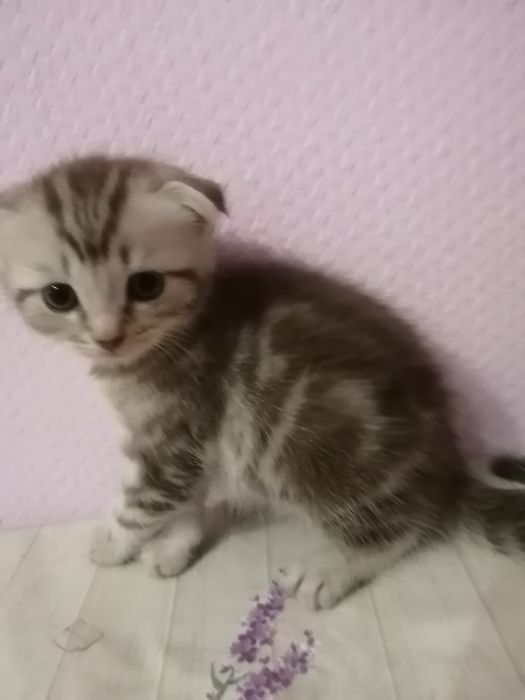 Шотландские котята