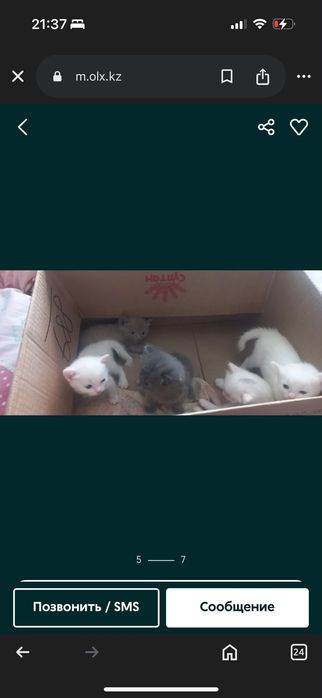 Продам котят     .
