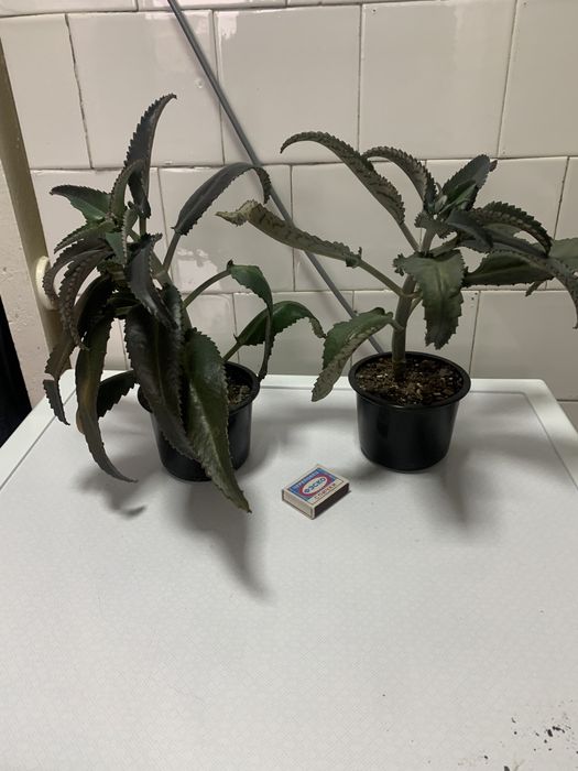 Каланхоэ лечебный