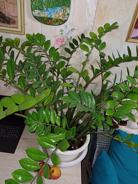 Замиокулькас долларовое дерево