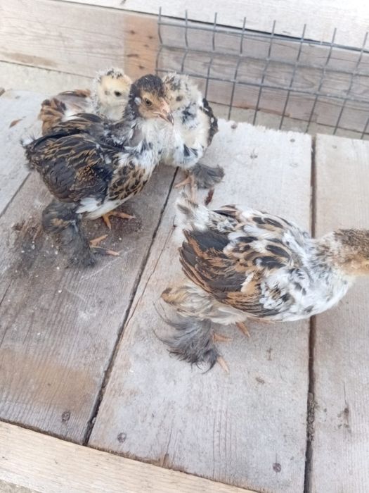 De vânzare puișori brahma porțelan