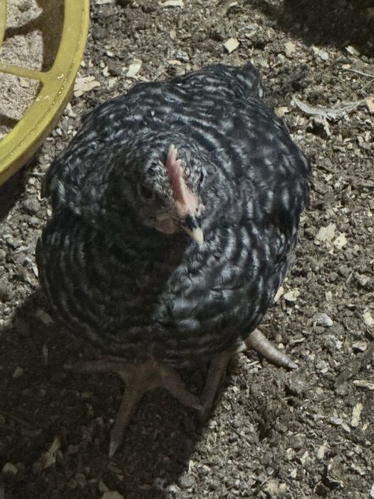 Продам домашних петушков