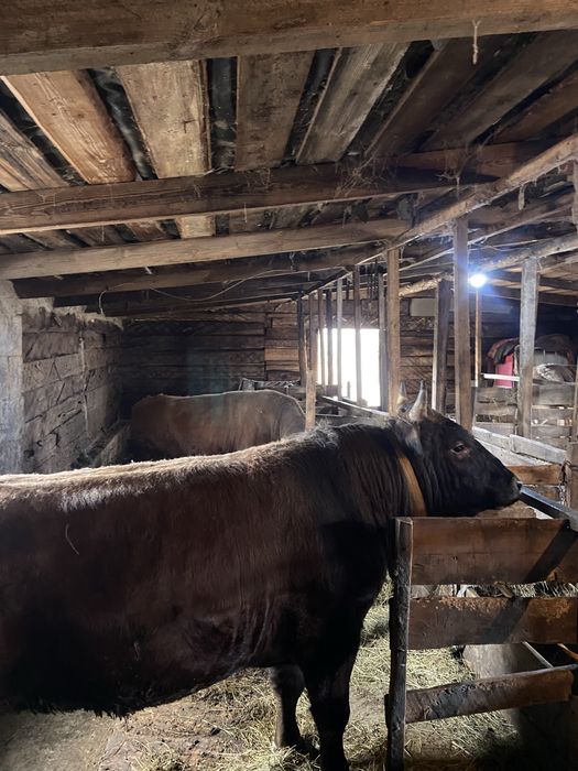 Продам бычков 5 голов