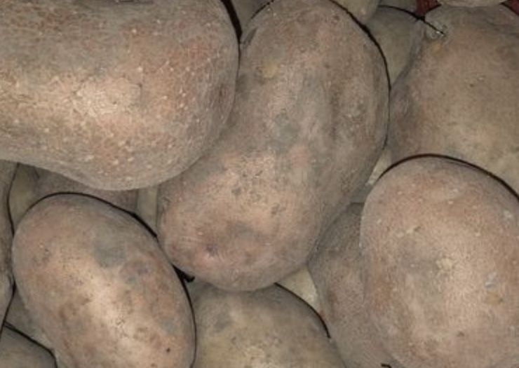 Картофель домашни