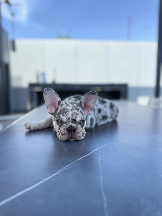 Bulldog Francez Luxurious Frenchie House