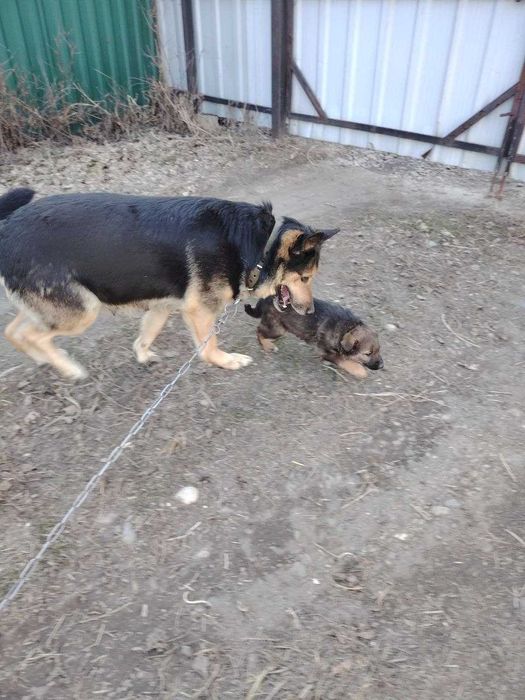 Отдам щенков (мама овчарка)