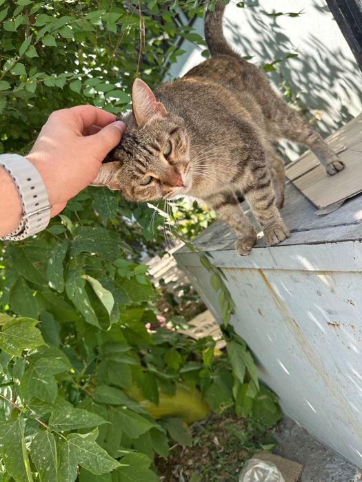 В добрые руки кошечка
