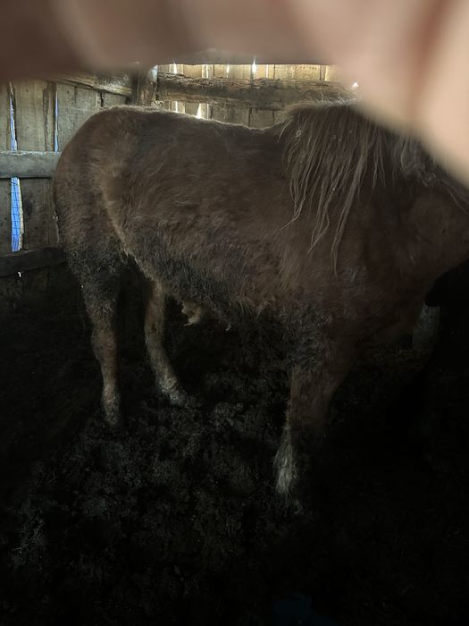 Продам лошадей с откорма.