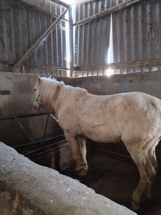 Айғыр  сатамын  ,Продам жеребца