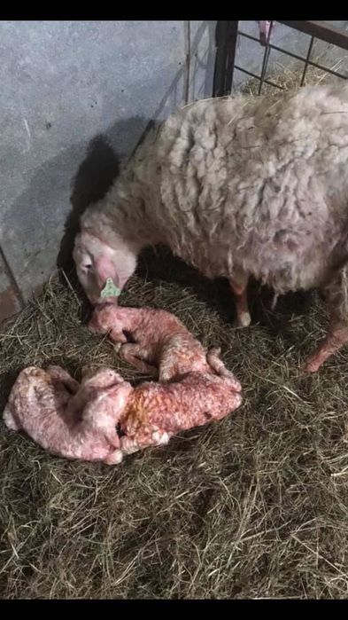 Se vând Mielute Assaf