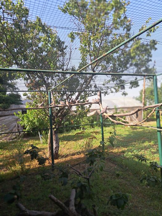 TURTURELE Exotice-Aripa  de bronz,aripă verde,tamburine, diamant,luzon