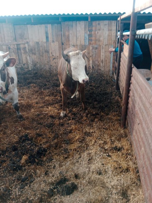 Продам  телочку  годовалый