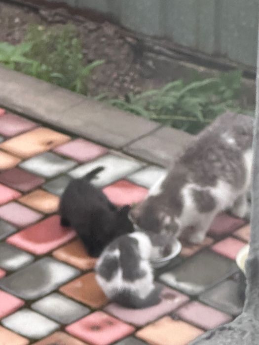Котята игривые 1,5 месяца