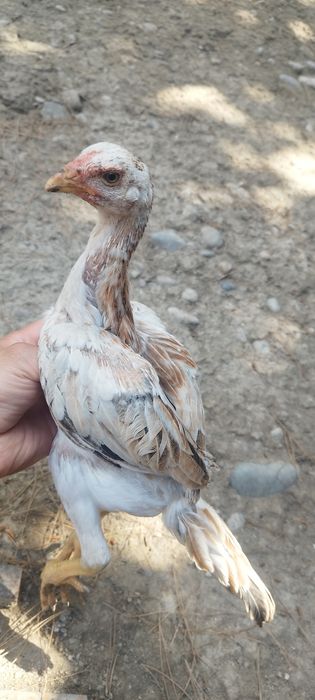 Соглом жожала сотилади ..