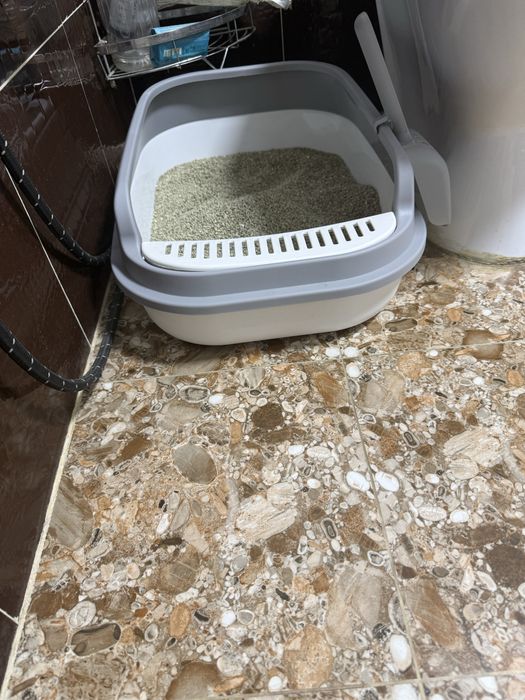 Продаётся шотландский фолд