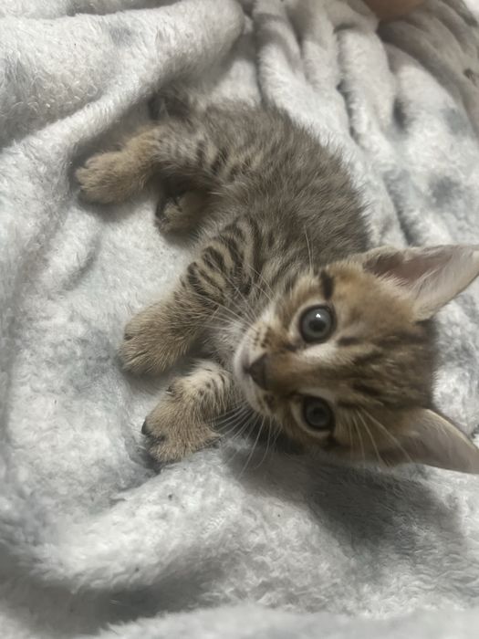 Котенок 1,5 месяца
