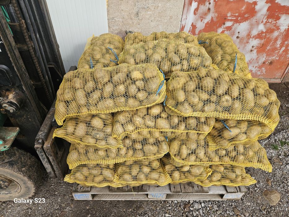 Картофи Сорая за консумация