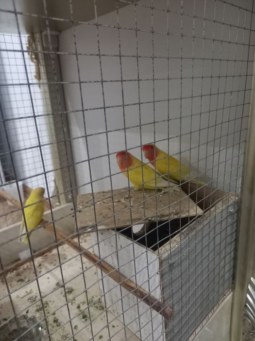 Попугаи неразлучники