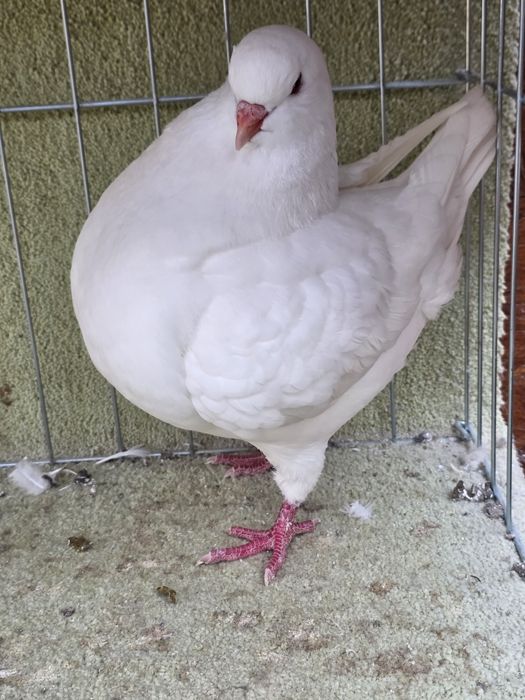Porumbei King de vanzare