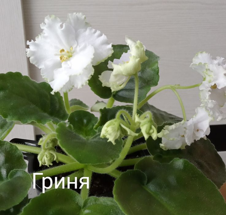 Сортовые фиалки.