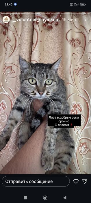 Кошки в Добрые Руки !!!