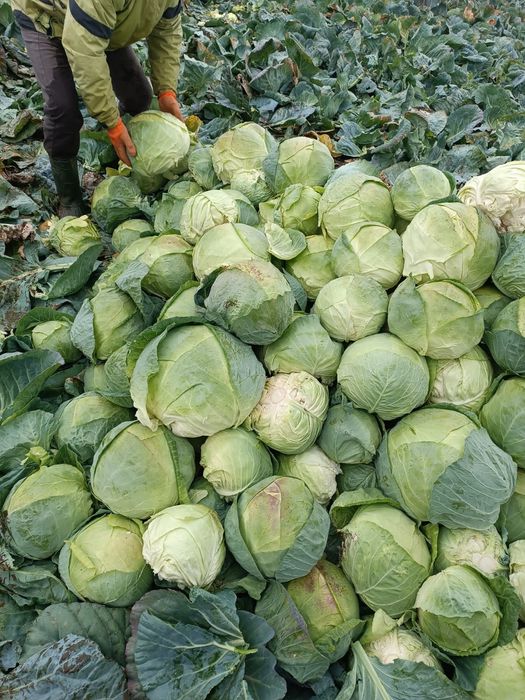 Vând varză de Buzău în cantitați mari