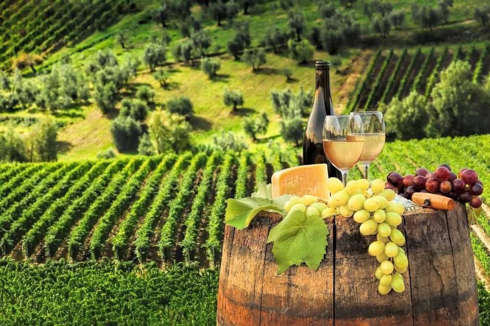 Struguri COTNARI de vin - Feteasca Grasa Francusa COTNARI