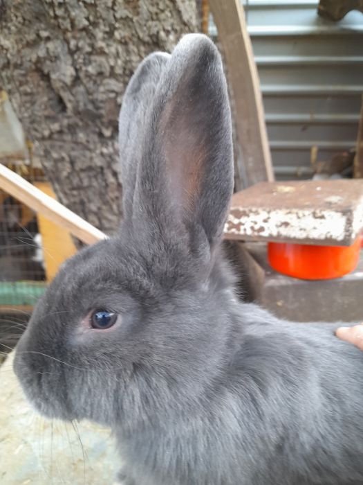 Vând,schimb iepuri rase pitice și medii