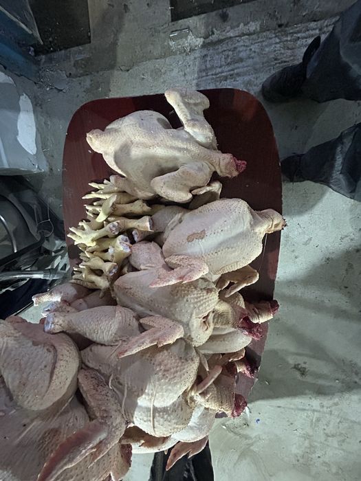 Деревенский бройлер. Мясо курицы