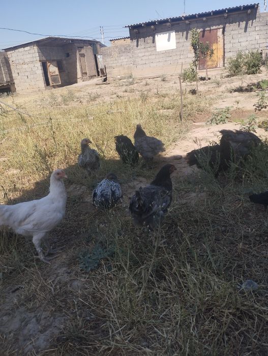 Жағдай жақсы уй тауықтары