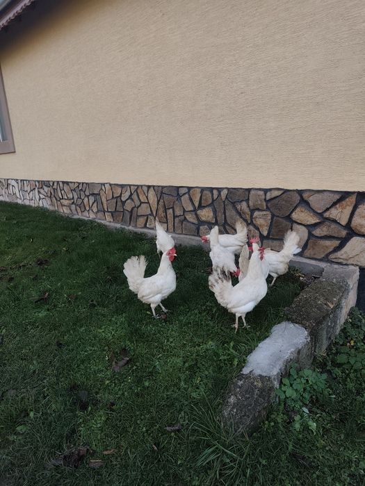 Оплодени яйца и пиленца  бял легхорн