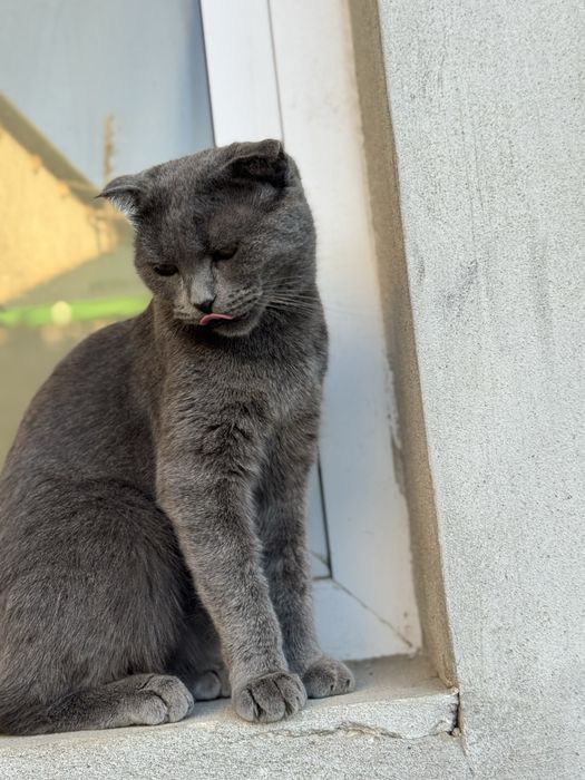 Scottish fold 9 oylik