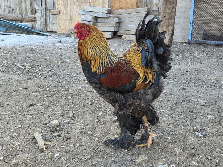 Инкубационные яйца