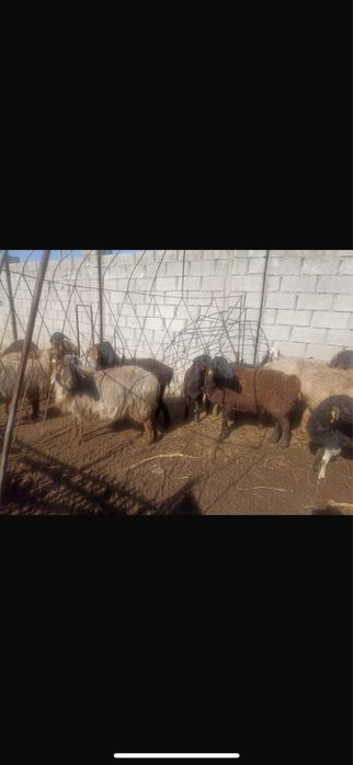 Саулық қойлар сатылады