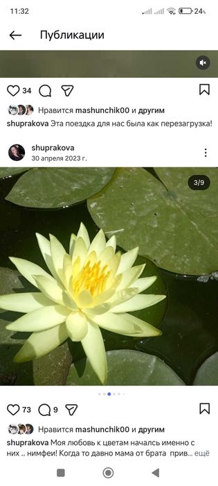 Нимфея кувшинка лилия
