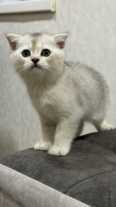 Продаются породисты котята, шиншила