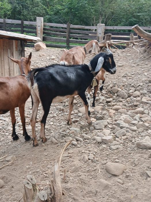 Capre din rasa Anglo-nubian și Alpina Franceză;Țap Anglo-nubian