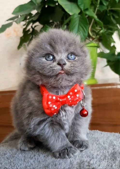 Продаются шотландские вислоухие котятки