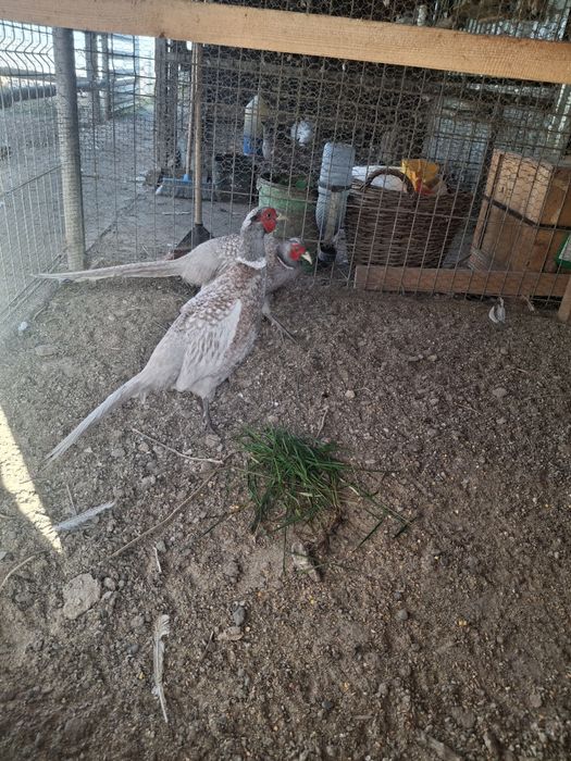 2masculi de fazan comun albastru la schimb