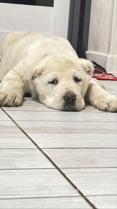 Продам щенков Алабай