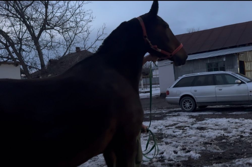 Продам Орловскую Кобылу