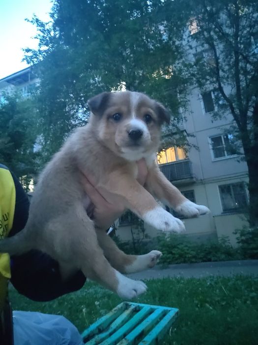 Щенок девочка, очень мелкая, Отдам даром