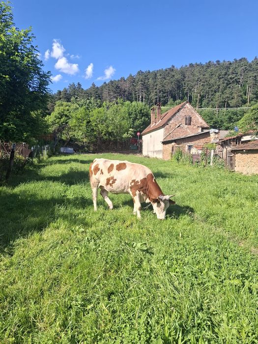 De  vânzare junincă bălțată românească