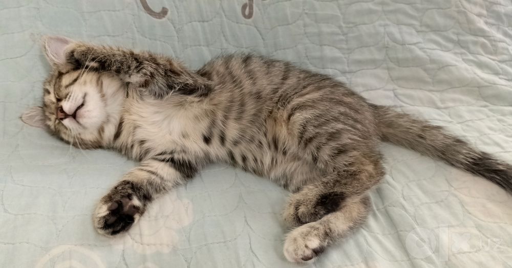 Котянок ищет дом! Отдадим бесплатно в хорошие руки!
