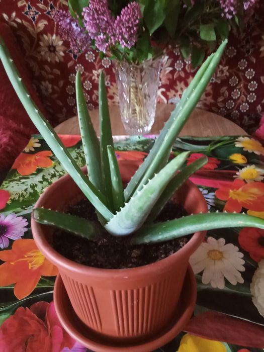 Комнатные  растения.