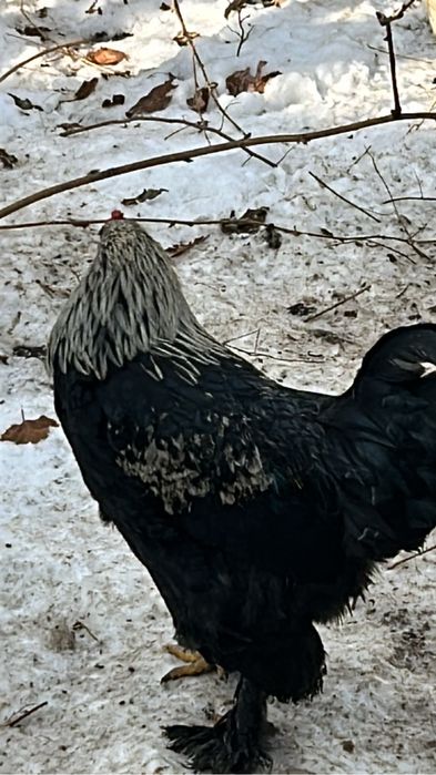 Продам петухов молодых.