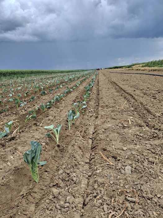 Vând varza de Buzău – Numai  bună de pus la butoiI!