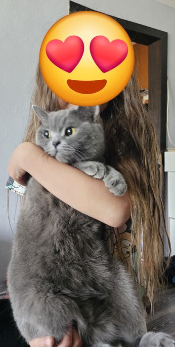Ищем кота для вязки