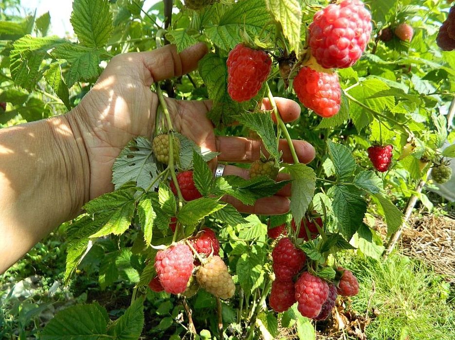 саженцы малина ремонтантной