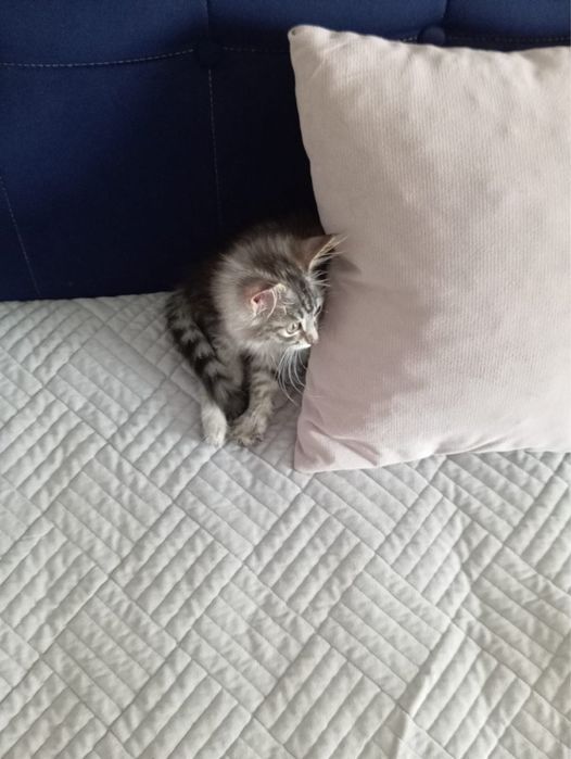 Отдам котенка в добрые руки